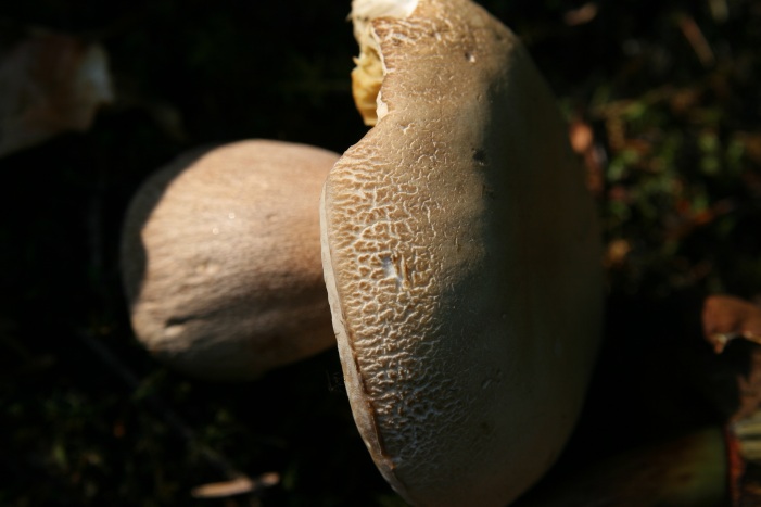 Boleti Foresta nera parte seconda